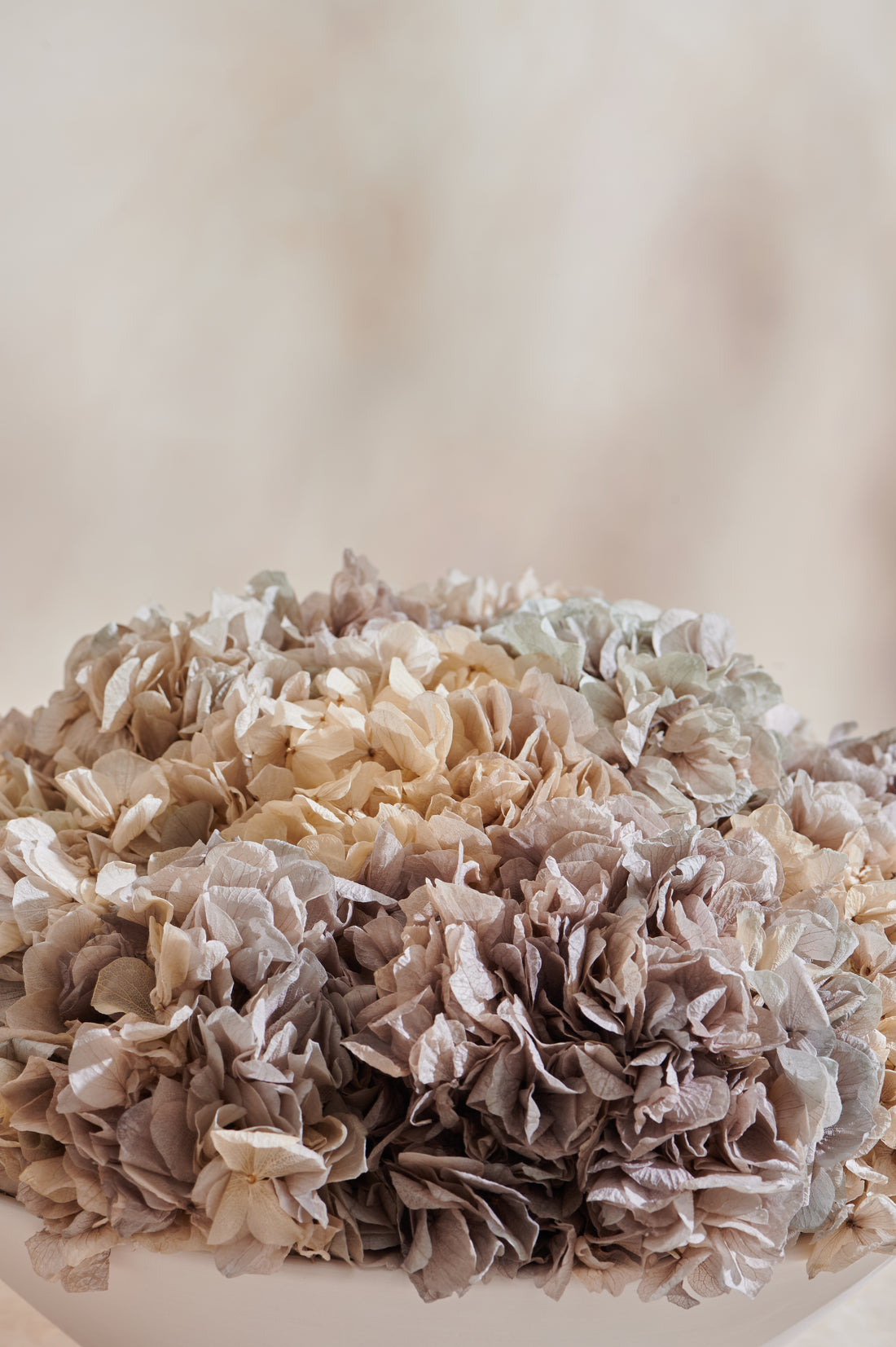 Grandiose Hydrangea