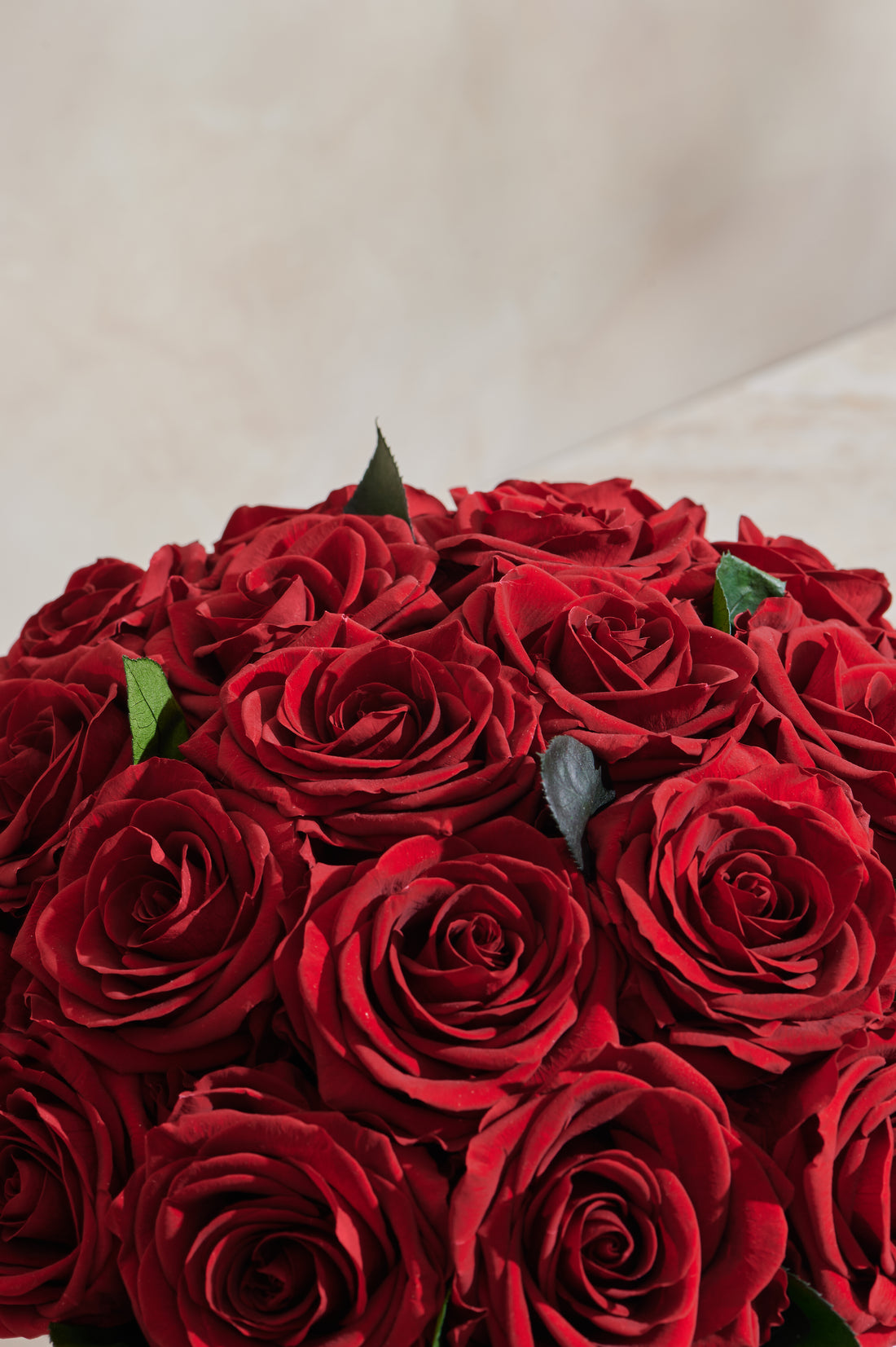 Majesté Roses