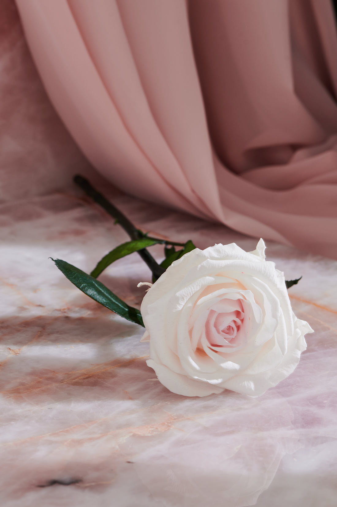 Single Long Stem - Rose
