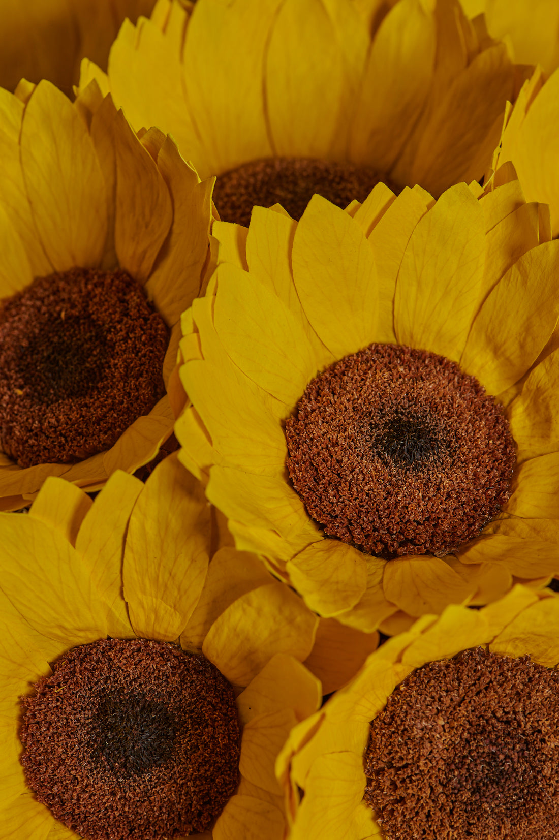 Grandiose Sunflower by La Fleur Lifetime Flowers