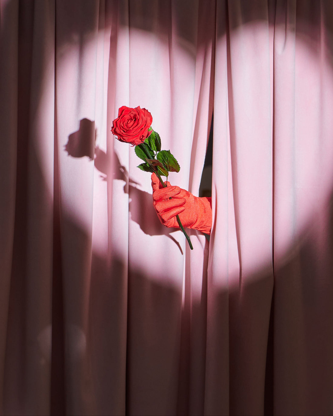 Single Long Stem - Rose