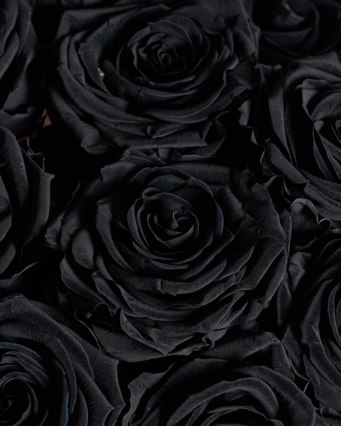 Amour Dozen