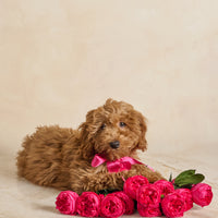Creme Dozen Peony Rosette
