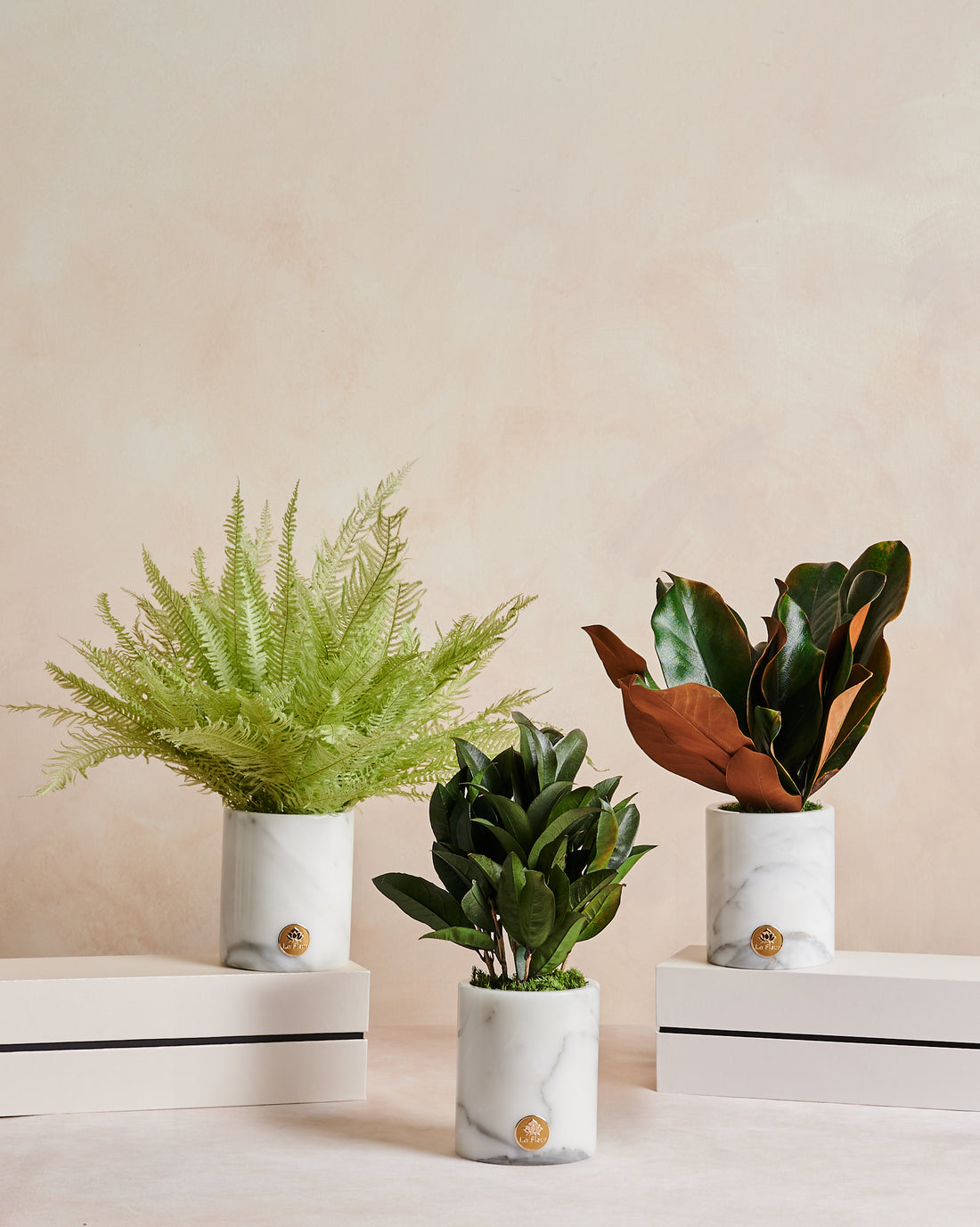 La Plante - Fern