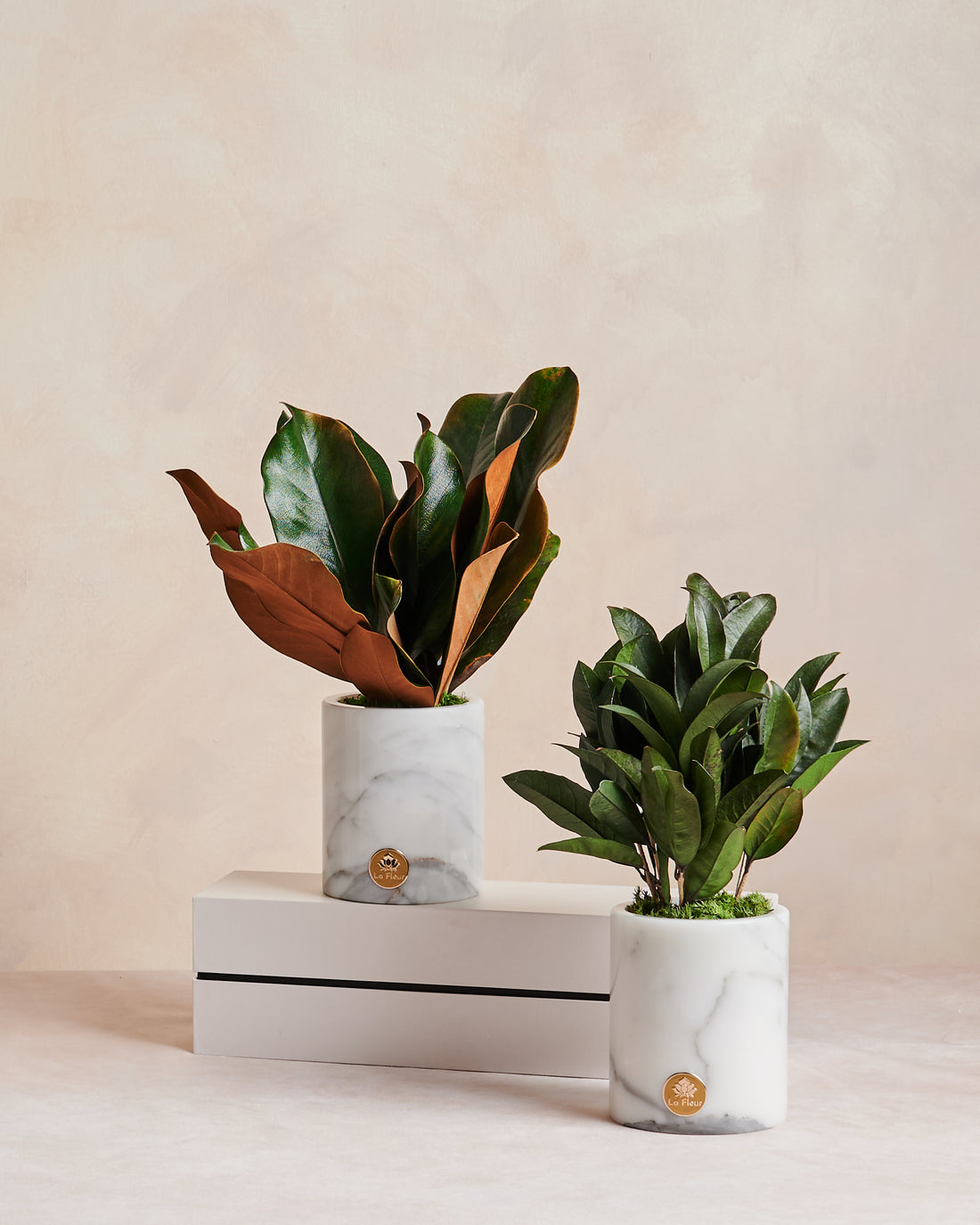 La Plante - Osmanthus