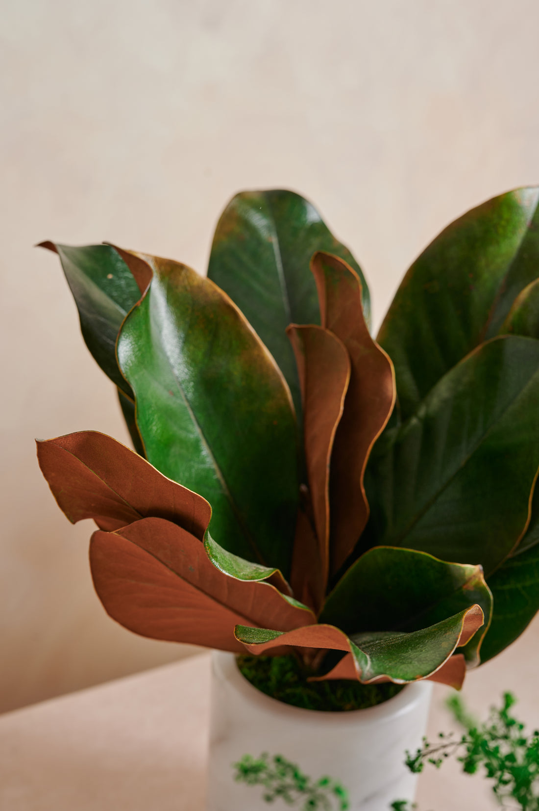 La Plante - Magnolia