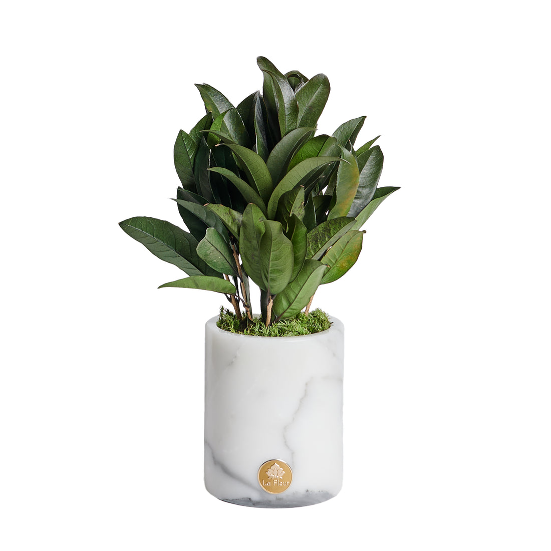 La Plante - Osmanthus
