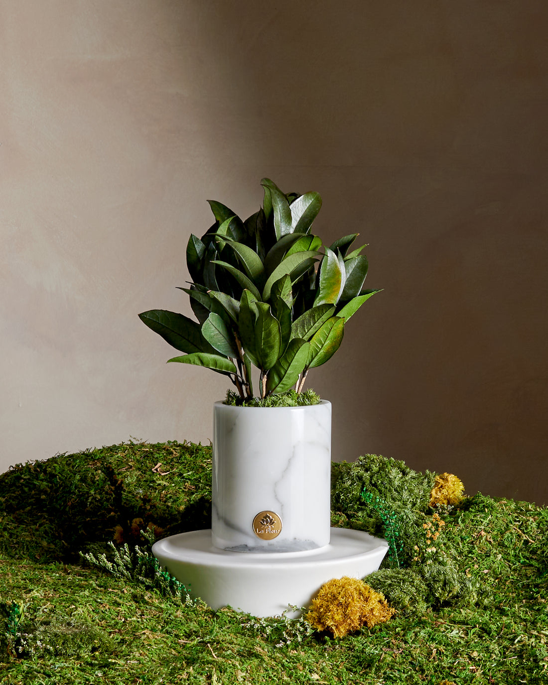 La Plante - Osmanthus