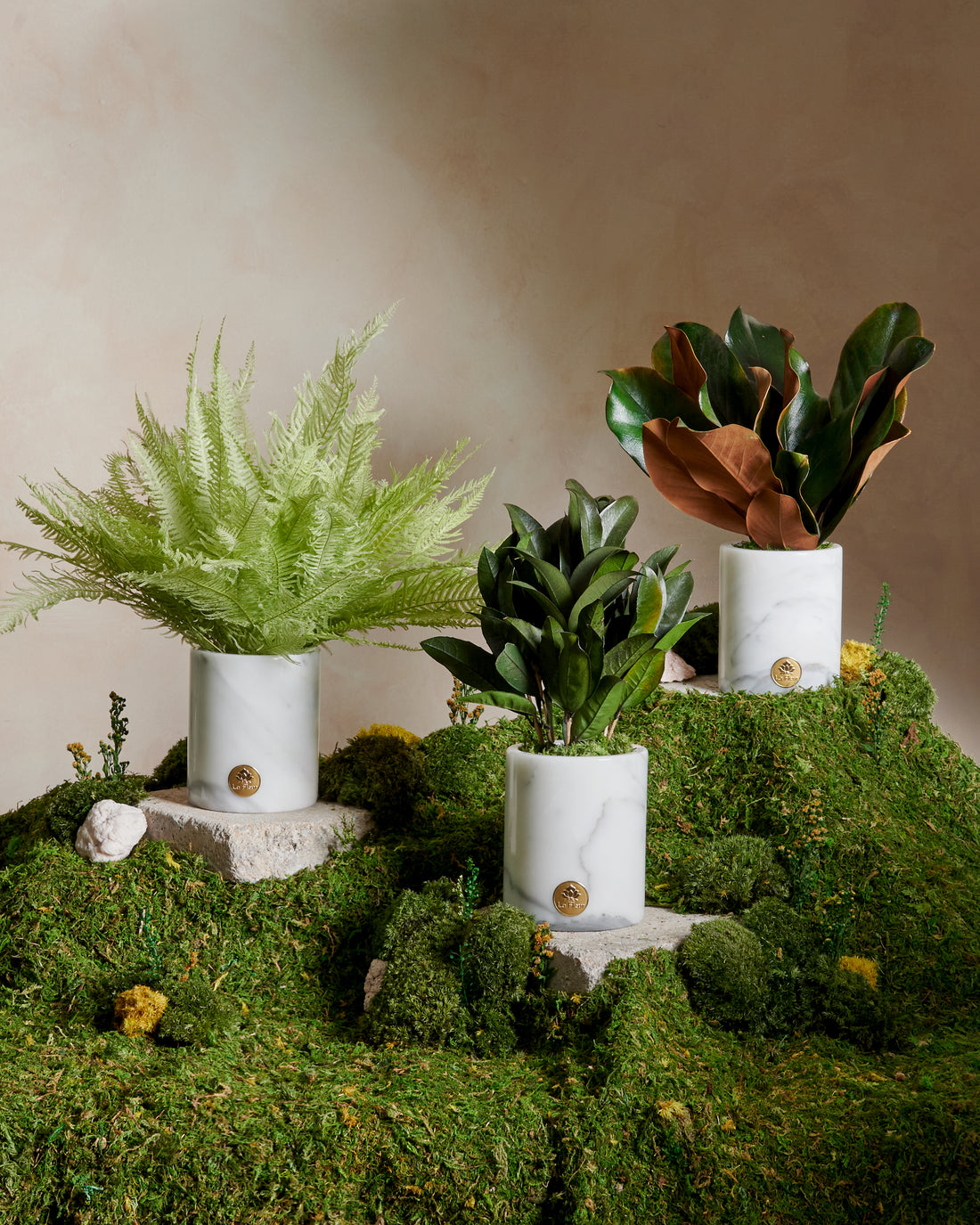 La Plante - Osmanthus