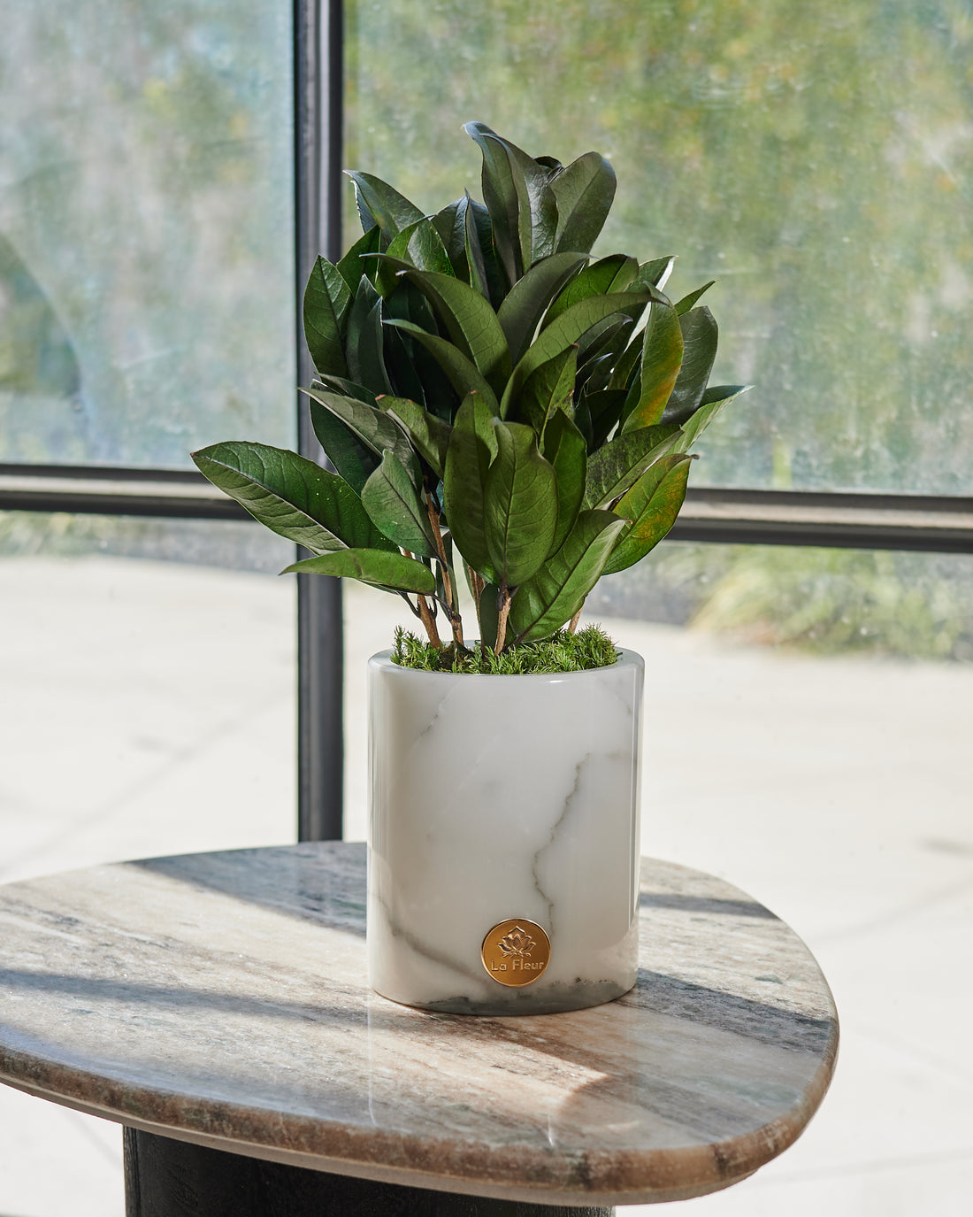 La Plante - Osmanthus