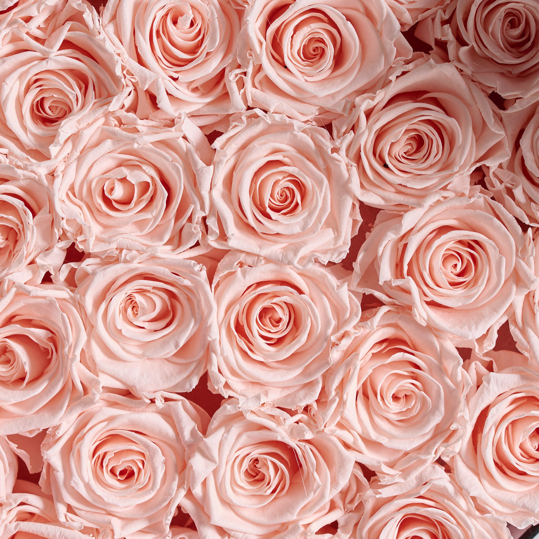 BLACK FRIDAY SPECIAL: Grande Round