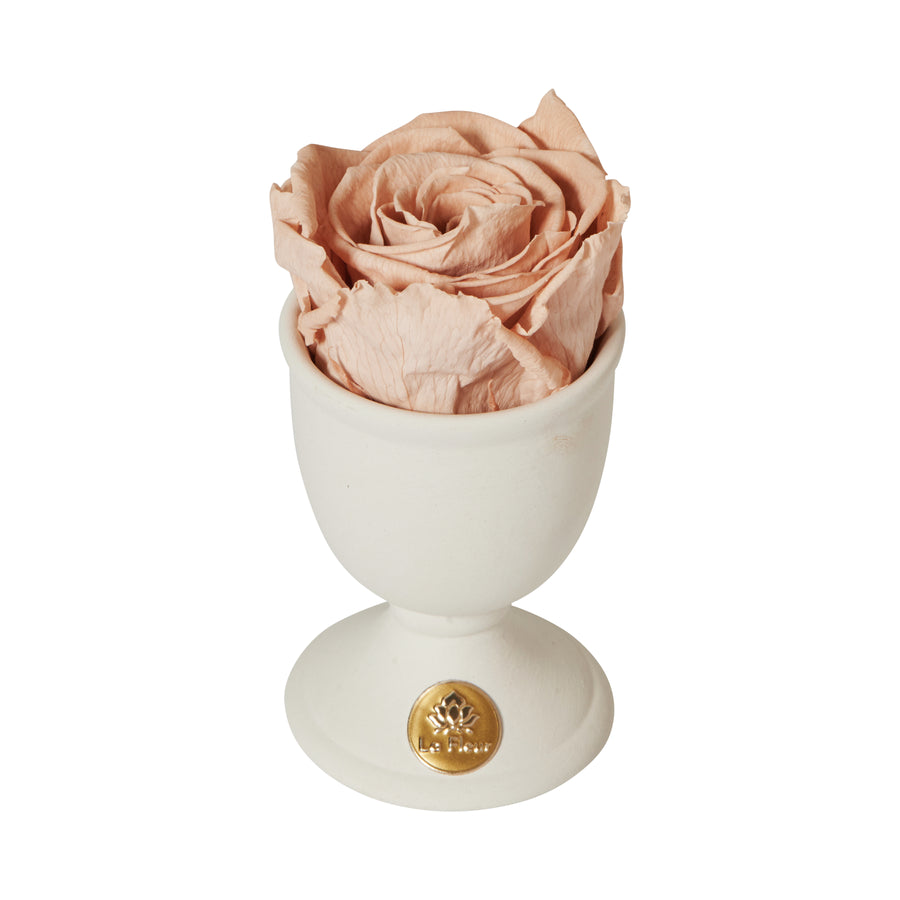 Creme Mini by La Fleur Lifetime Flowers