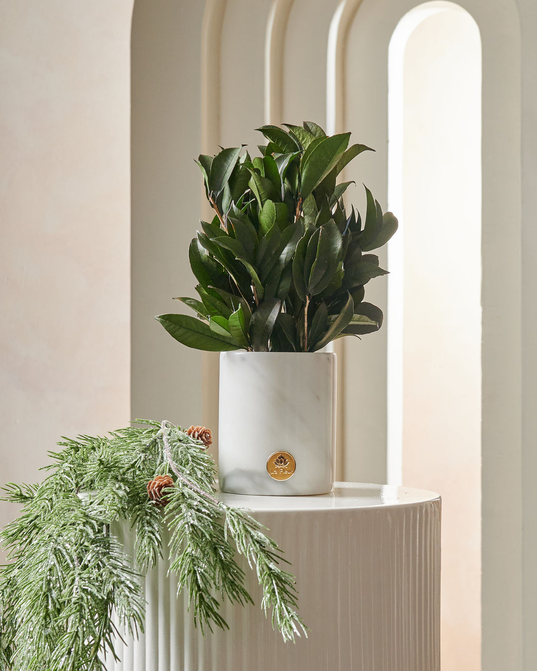 La Plante - Osmanthus