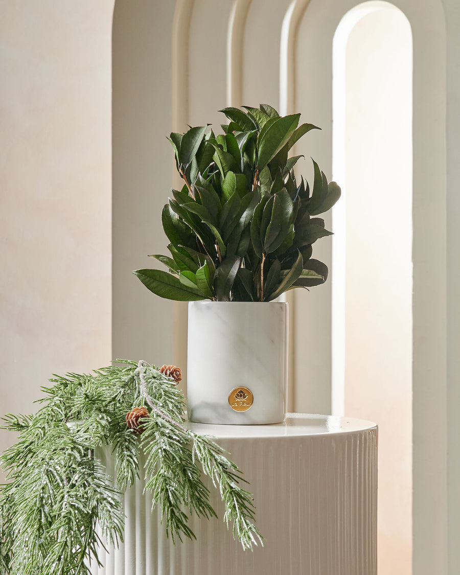 La Plante - Osmanthus