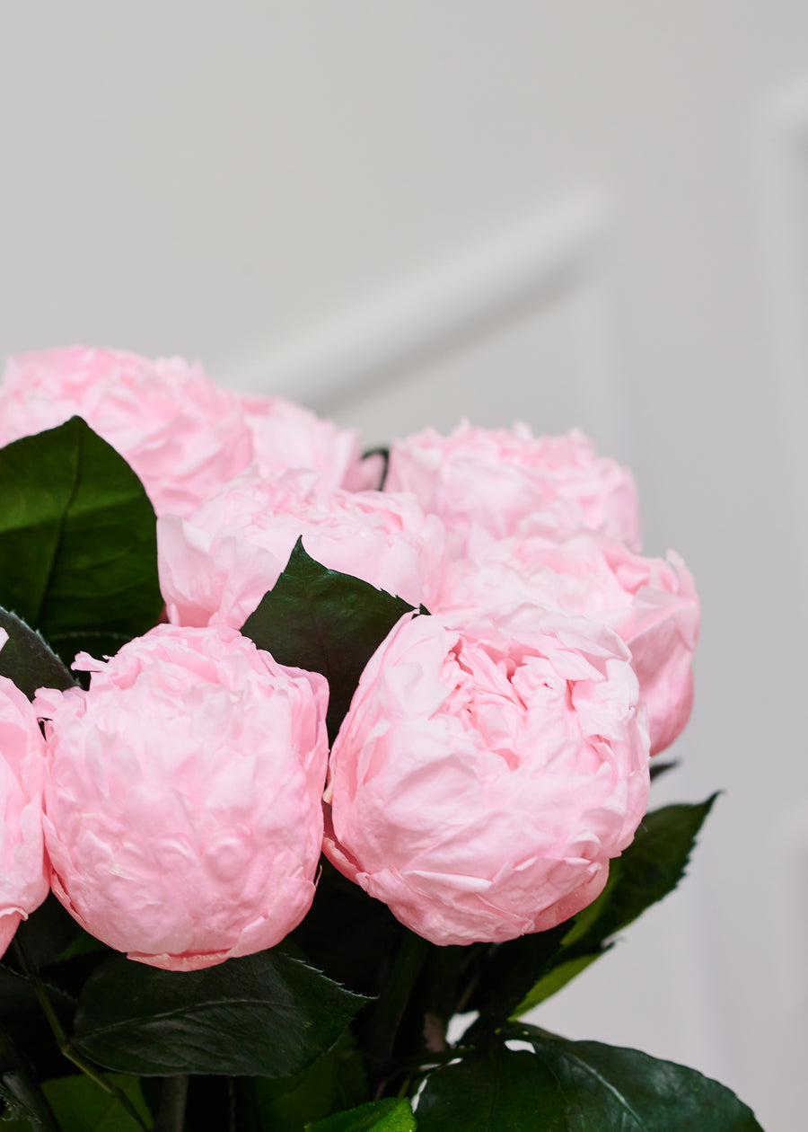 Laiton Dozen - Peonies by La Fleur Lifetime Flowers