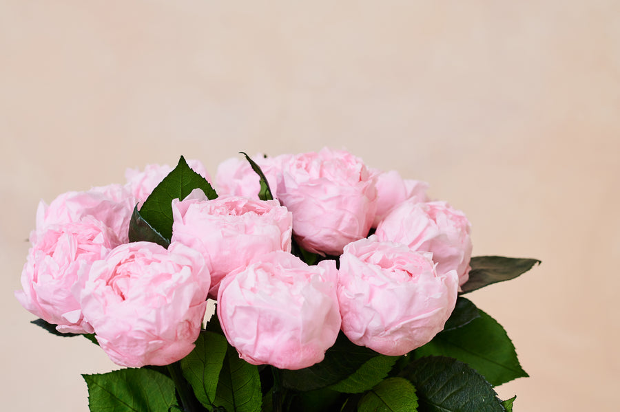 Laiton Dozen - Peonies by La Fleur Lifetime Flowers