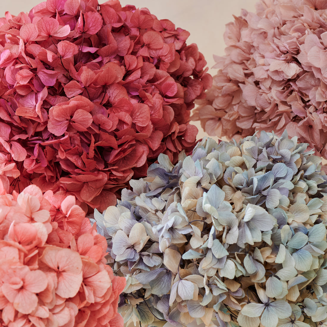 Grande Hydrangea by La Fleur Lifetime Flowers