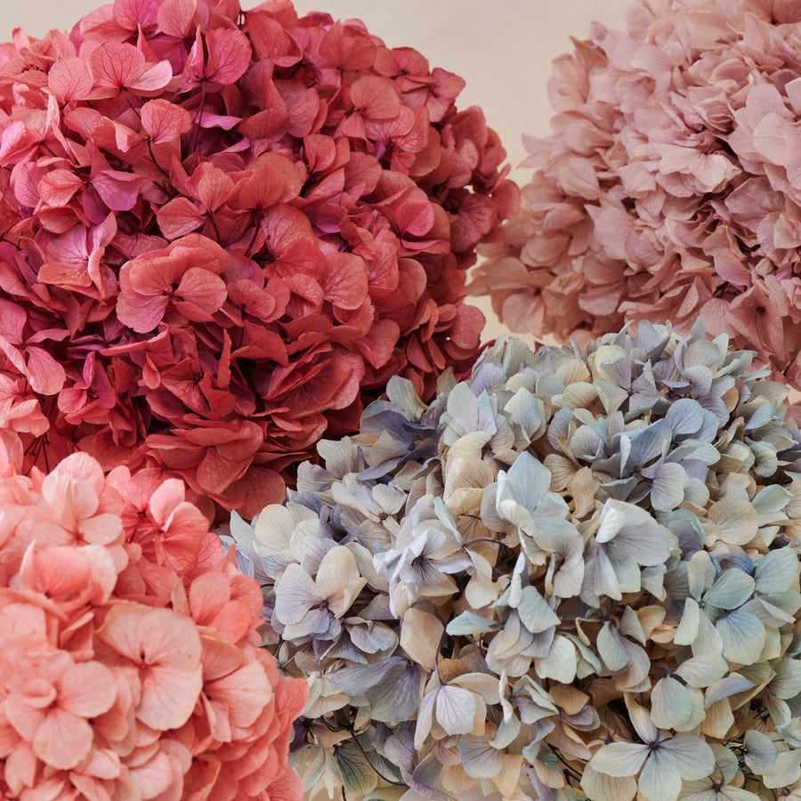 Grande Hydrangea by La Fleur Lifetime Flowers