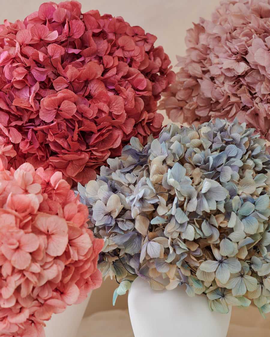 Petite Hydrangea by La Fleur Lifetime Flowers