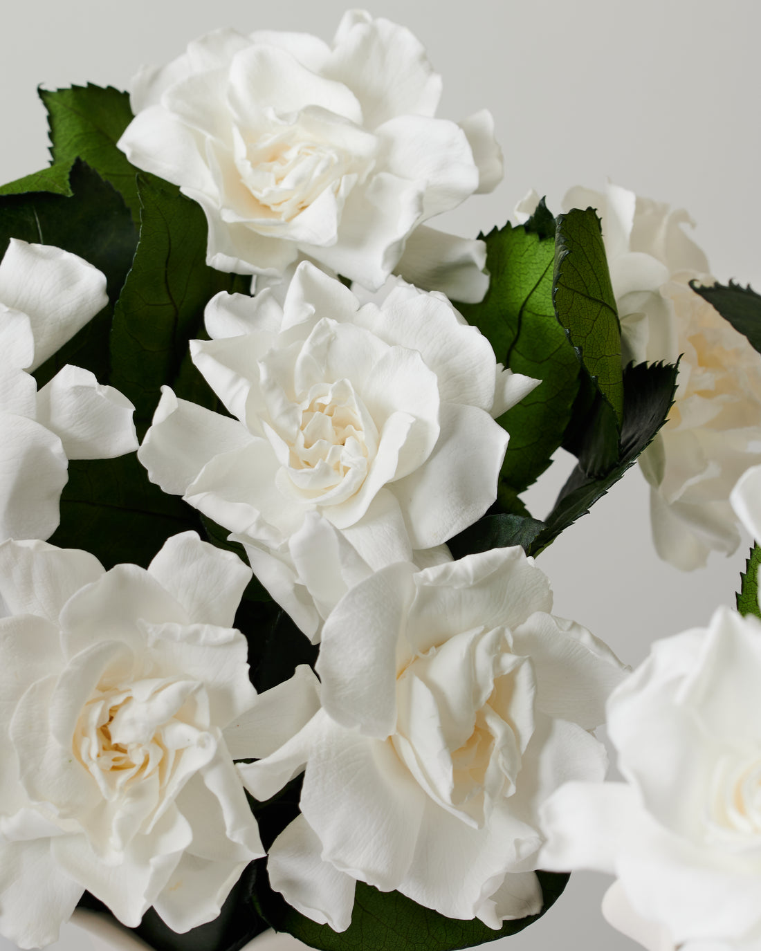 Royal Grande - Gardenia by La Fleur Lifetime Flowers