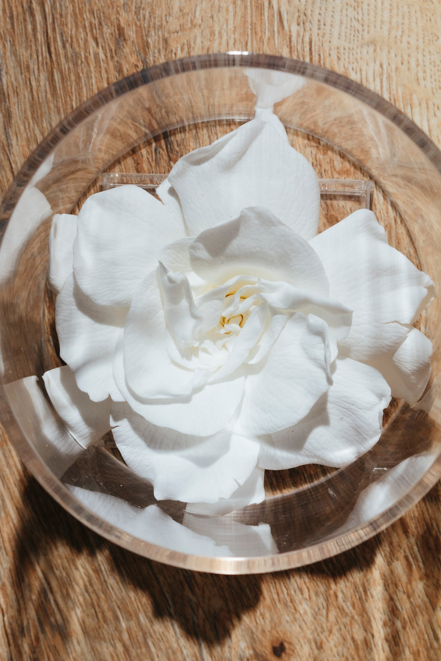 Gardenia Single by La Fleur Lifetime Flowers