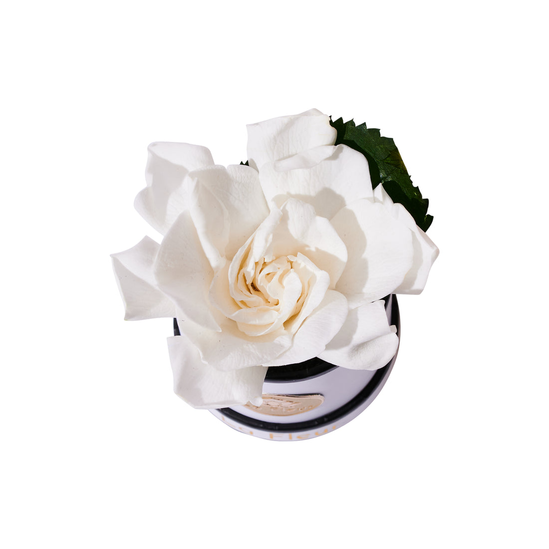 Gardenia Mini by La Fleur Lifetime Flowers