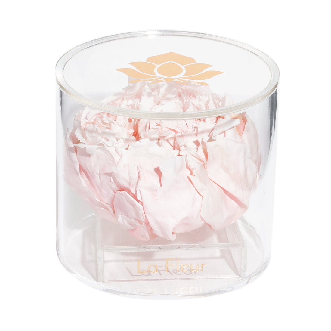 Peony Single by La Fleur Lifetime Flowers