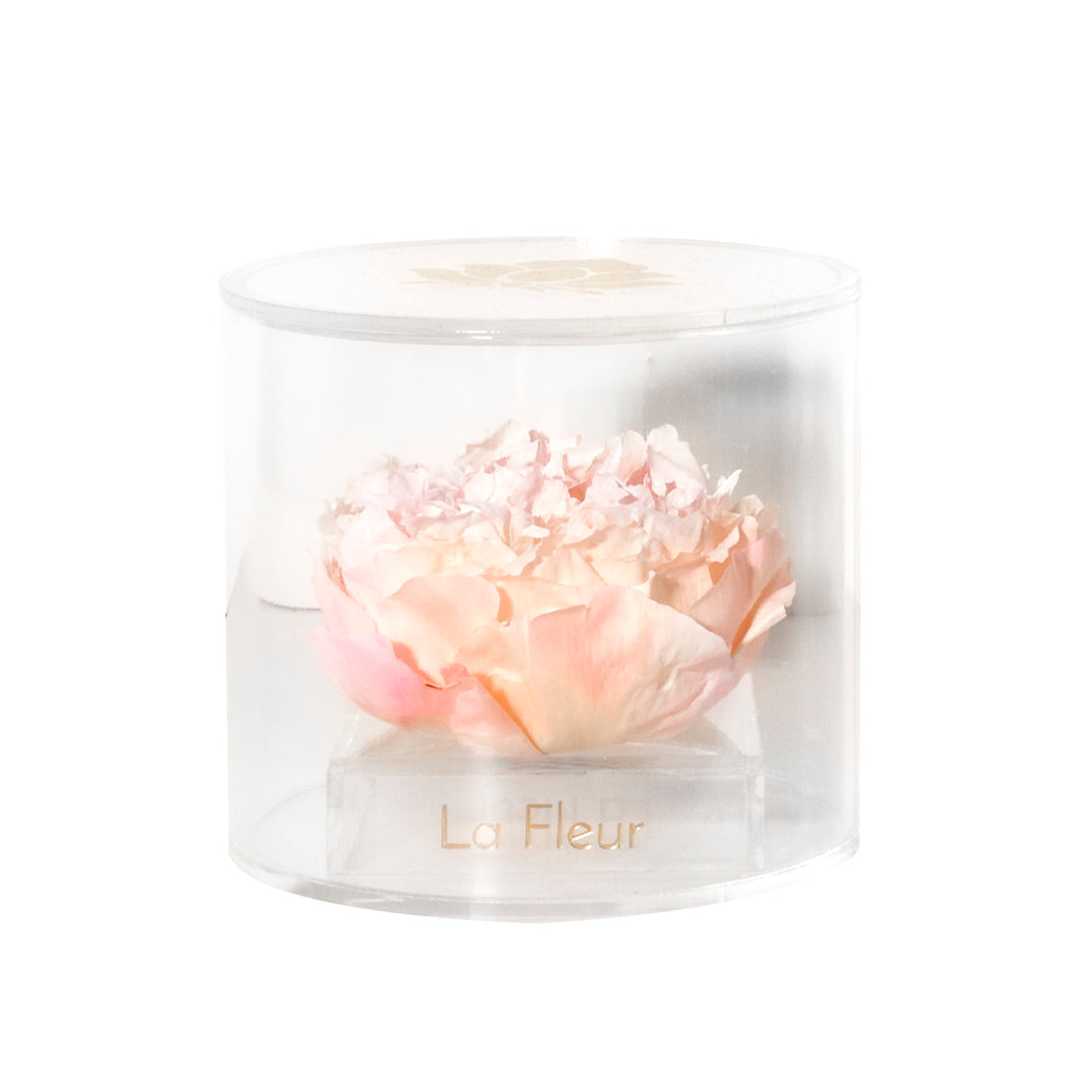 Peony Single by La Fleur Lifetime Flowers